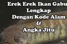 Erek Erek Ikan Gabus Lengkap, Kode Alam Dan Angka Jitu