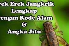 Erek Erek Jangkrik Lengkap, Kode Alam Dan Angka Jitu