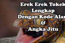 Erek Erek Tokek Lengkap, Kode Alam Dan Angka Jitu