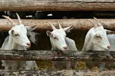 Arti Mimpi Kambing Menurut Ahli Tafsir