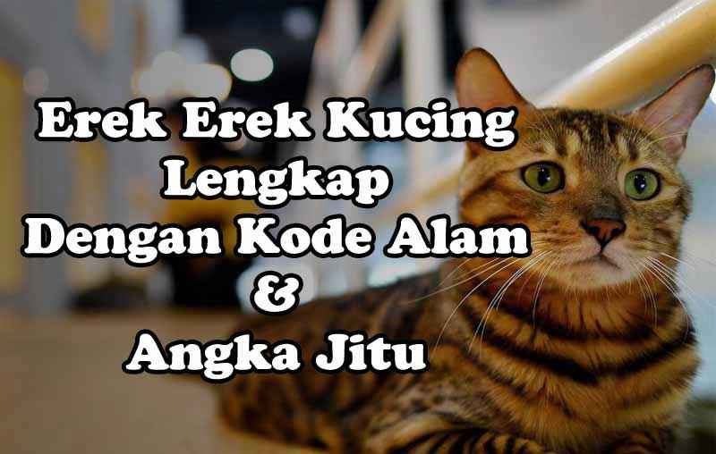 8 keluaran Erek erek kode alam kucing melahirkan dan angka hoki  dari 2008-2021 