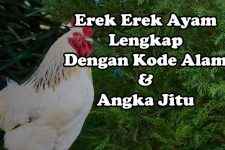 Erek Erek Mimpi Ayam, Kode Alam Dan Angka Jitu