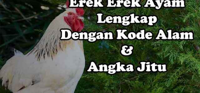 Erek Erek Mimpi Ayam, Kode Alam Dan Angka Jitu