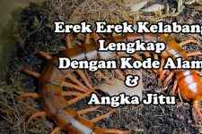 Erek Erek Mimpi Kelabang, Kode Alam Dan Angka Jitu