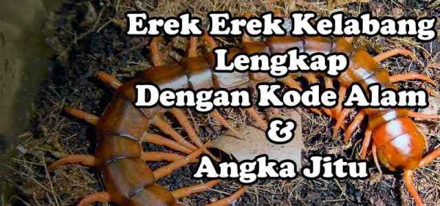 Erek Erek Mimpi Kelabang, Kode Alam Dan Angka Jitu