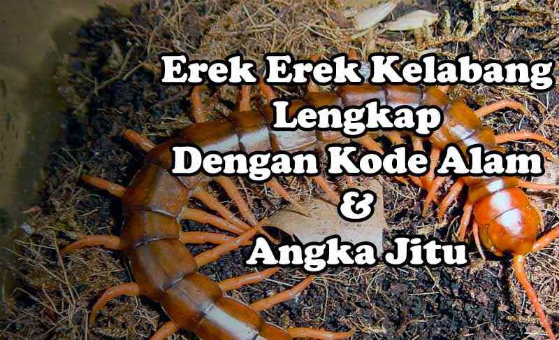 Erek Erek Mimpi Kelabang, Kode Alam Dan Angka Jitu - Osg888