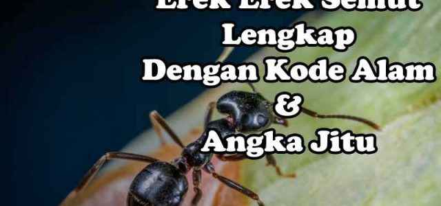 Erek Erek Semut Lengkap, Kode Alam Dan Angka Jitu